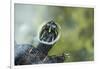 A Turtle Swimming at the Alligator Farm in St. Augustine, Florida-Rona Schwarz-Framed Photographic Print