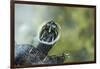 A Turtle Swimming at the Alligator Farm in St. Augustine, Florida-Rona Schwarz-Framed Photographic Print