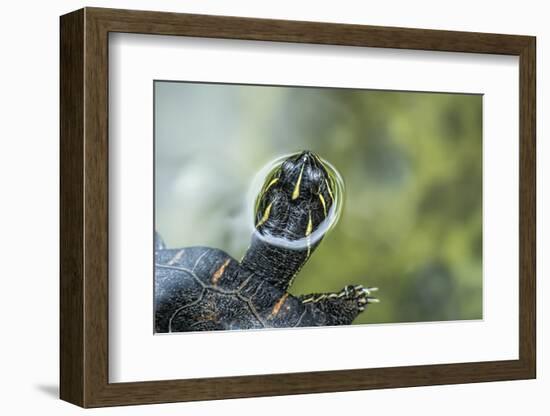 A Turtle Swimming at the Alligator Farm in St. Augustine, Florida-Rona Schwarz-Framed Photographic Print