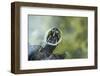 A Turtle Swimming at the Alligator Farm in St. Augustine, Florida-Rona Schwarz-Framed Photographic Print