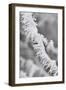 A Twig Covered with Frost in Hungary-Joe Petersburger-Framed Photographic Print