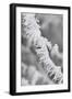 A Twig Covered with Frost in Hungary-Joe Petersburger-Framed Photographic Print