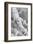 A Twig Covered with Frost in Hungary-Joe Petersburger-Framed Photographic Print