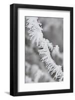 A Twig Covered with Frost in Hungary-Joe Petersburger-Framed Photographic Print