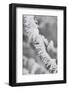 A Twig Covered with Frost in Hungary-Joe Petersburger-Framed Photographic Print