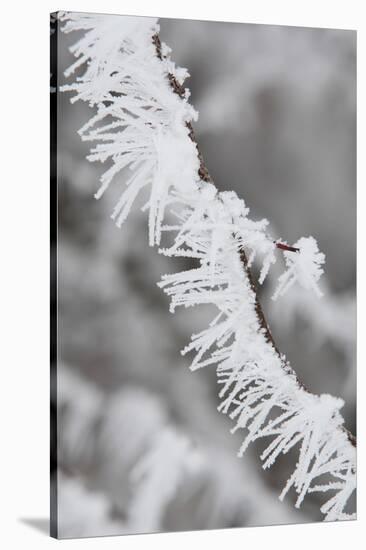 A Twig Covered with Frost in Hungary-Joe Petersburger-Stretched Canvas