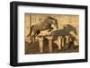 A Two-Year Old Kathiawari Horse Filly Free Jumping, Porbandar, Gujarat, India-Kristel Richard-Framed Photographic Print