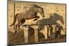A Two-Year Old Kathiawari Horse Filly Free Jumping, Porbandar, Gujarat, India-Kristel Richard-Mounted Photographic Print