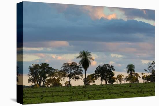 A Typical Farm Scene in Bonito with Cerrado Vegetation, Brazil-Alex Saberi-Stretched Canvas