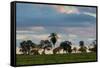 A Typical Farm Scene in Bonito with Cerrado Vegetation, Brazil-Alex Saberi-Framed Stretched Canvas