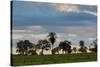 A Typical Farm Scene in Bonito with Cerrado Vegetation, Brazil-Alex Saberi-Stretched Canvas