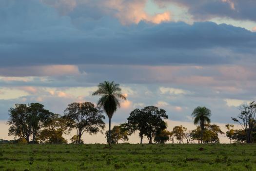 The cerrado vegetation of Brazil