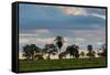 A Typical Farm Scene in Bonito with Cerrado Vegetation, Brazil-Alex Saberi-Framed Stretched Canvas