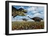 A Tyrannosaurus Rex Hunting Down a Pair of Ankylosaurus Dinosaurs-null-Framed Art Print