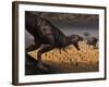 A Tyrannosaurus Rex Spots Two Passing Triceratops-Stocktrek Images-Framed Photographic Print