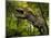 A Tyrannosaurus Wanders a Cretaceous Forest-Stocktrek Images-Mounted Photographic Print