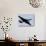A U-2 Dragon Lady Takes Off from Osan Air Base, South Korea-Stocktrek Images-Stretched Canvas displayed on a wall
