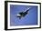 A U.S. Air Force F-15E Strike Eagle-null-Framed Photographic Print