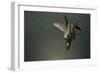 A U.S. Air Force F-22 Raptor-null-Framed Photographic Print