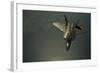 A U.S. Air Force F-22 Raptor-null-Framed Photographic Print