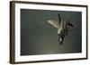 A U.S. Air Force F-22 Raptor-null-Framed Photographic Print