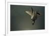 A U.S. Air Force F-22 Raptor-null-Framed Photographic Print