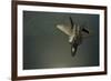 A U.S. Air Force F-22 Raptor-null-Framed Photographic Print