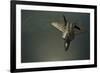 A U.S. Air Force F-22 Raptor-null-Framed Photographic Print