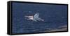A U.S. Navy T-45C Goshawk Performs a Touch-And-Go Landing-null-Framed Stretched Canvas