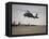 A UH-60 Black Hawk Taking Off for a Mission over Northern Iraq-null-Framed Stretched Canvas