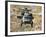 A UH-60L Yanshuf Helicopter of the Israeli Air Force-Stocktrek Images-Framed Photographic Print