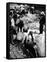 A Us Federal Agent Oversees the Destruction of Beer Kegs During the American Prohibition Era…-American Photographer-Framed Stretched Canvas