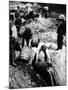 A Us Federal Agent Oversees the Destruction of Beer Kegs During the American Prohibition Era…-American Photographer-Mounted Photographic Print