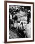 A Us Federal Agent Oversees the Destruction of Beer Kegs During the American Prohibition Era…-American Photographer-Framed Photographic Print