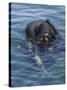 A US Navy Seal Combat Swimmer-null-Stretched Canvas