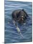 A US Navy Seal Combat Swimmer-null-Mounted Photographic Print