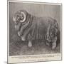 A Valuable Merino Ram-null-Mounted Giclee Print