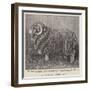 A Valuable Merino Ram-null-Framed Giclee Print