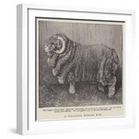 A Valuable Merino Ram-null-Framed Giclee Print