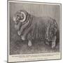 A Valuable Merino Ram-null-Mounted Giclee Print