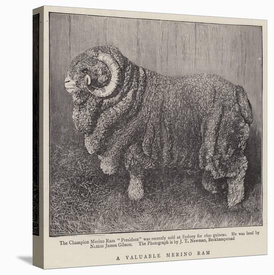 A Valuable Merino Ram-null-Stretched Canvas