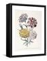 A Variety of Carnations-Jane W^ Loudon-Framed Stretched Canvas