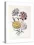 A Variety of Carnations-Jane W^ Loudon-Stretched Canvas