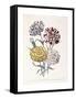 A Variety of Carnations-Jane W^ Loudon-Framed Stretched Canvas