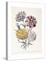 A Variety of Carnations-Jane W^ Loudon-Stretched Canvas