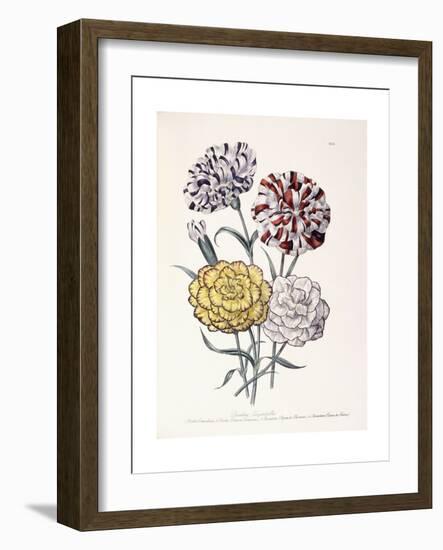 A Variety of Carnations-Jane W^ Loudon-Framed Giclee Print