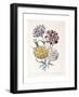 A Variety of Carnations-Jane W^ Loudon-Framed Giclee Print