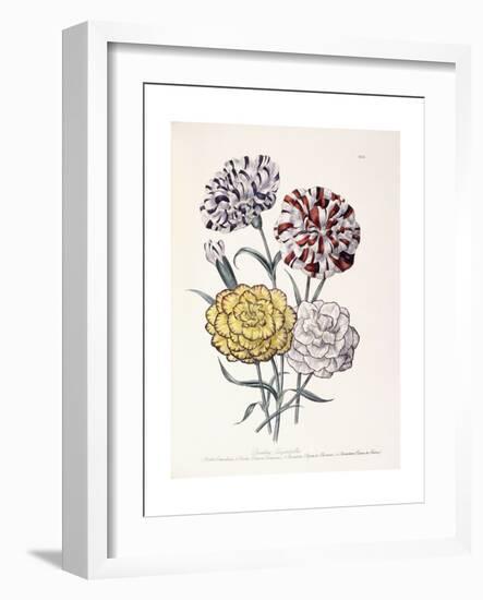 A Variety of Carnations-Jane W^ Loudon-Framed Giclee Print