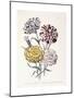 A Variety of Carnations-Jane W^ Loudon-Mounted Giclee Print