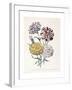 A Variety of Carnations-Jane W^ Loudon-Framed Giclee Print